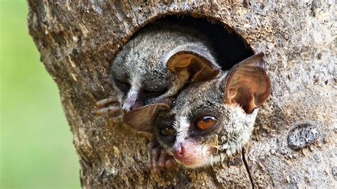 Why the Galago Is Called a Bushbaby – The Safari World