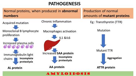 AMYLOIDOSIS: PART 2: Pathogenesis & Classification - Pathology Made Simple