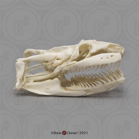 Anaconda Skull - Bone Clones - Osteological Reproductions