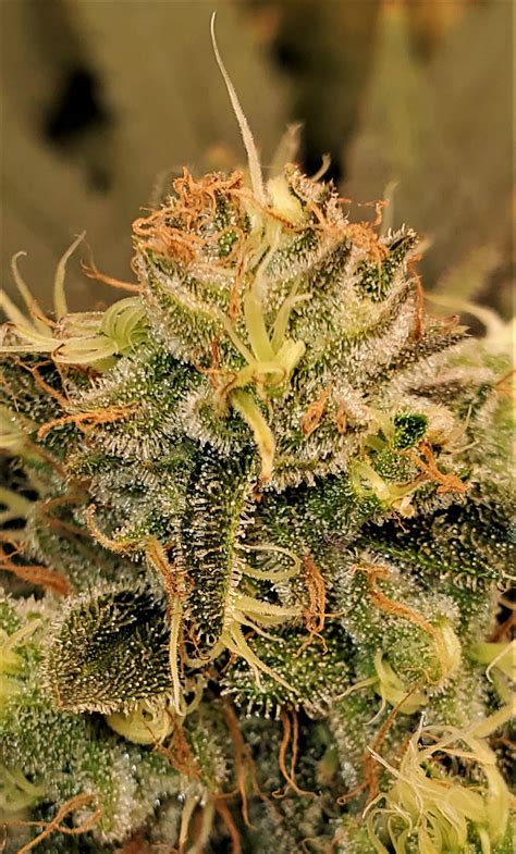 Amber Trichomes over 50% at Day 45 of Flowering. Ready? | THCFarmer ...