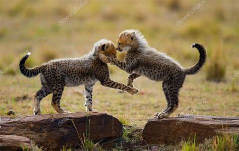 Playing cubs Cheetah — Stock Photo © GUDKOVANDREY #96096936