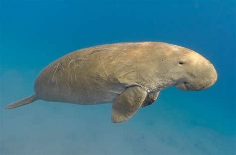 Dugong - Facts, Diet & Habitat Information