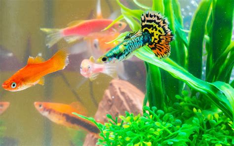 35 Best Guppy Fish Tank Mates (With Pictures)