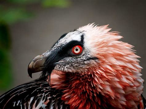 Bearded vultures wear makeup. They like to alter their appearance by ...