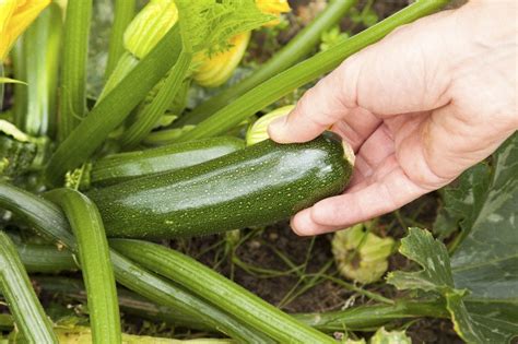 Picking Zucchini Plants - Learn How And When To Harvest Zucchini ...