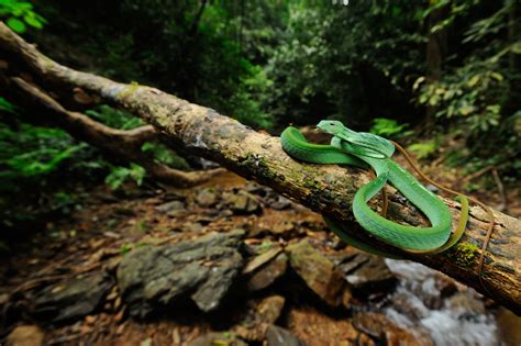 Serene Green Snake HD Wallpaper in Nature