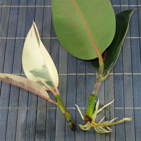 Rubber Plant Propagation Leaf Cutting | CreativePersonSprint