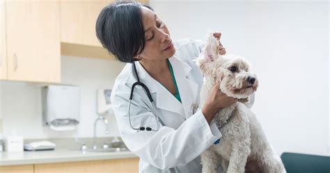 Tips for Making Your Pet’s First Vet Visit a Success | Zoetis Petcare