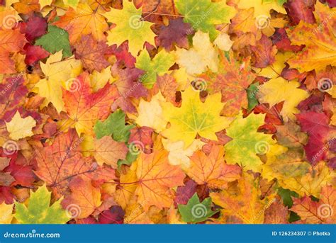 Orange, Red, Yellow and Green Maple Leaves Fall Background Stock Image ...