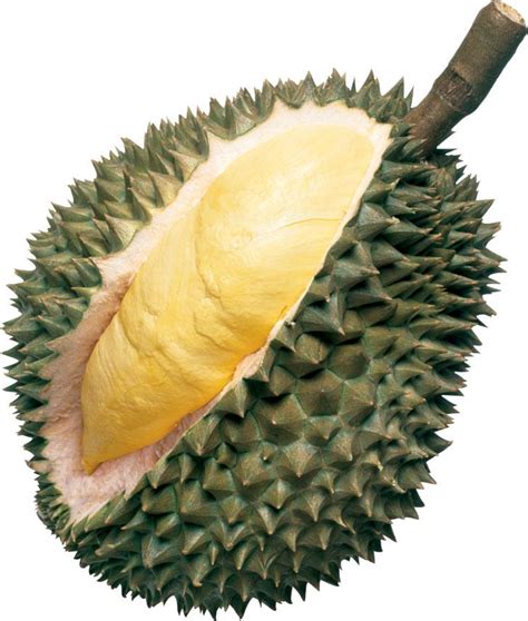 LinkNotes: Durian The Spiky Smelly King of Fruits