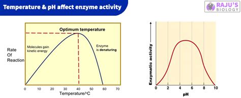 6 Factor Affecting Enzyme Activity Short Notes - Rajus Biology