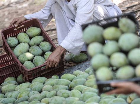 Pakistani mango exports to Iran face serious challenges this year due ...