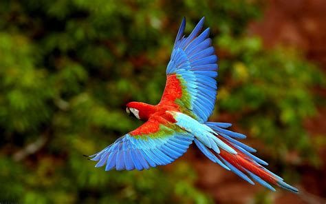 flying-parrot | Parrot flying, Parrot, Parrot wallpaper