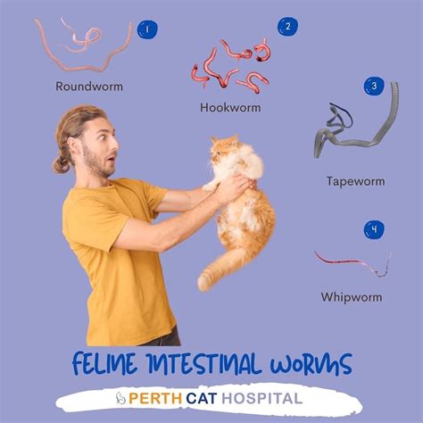 Parasitic Worms In Cats