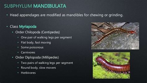 Arthropod classification