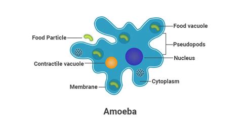 What is Amoeba? Definition, Structure, Classification, Nutrition ...