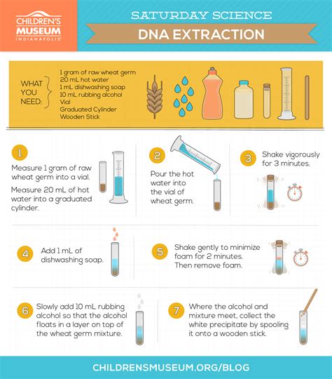 Saturday Science: Wheat Germ DNA Extraction | The Children's Museum of ...