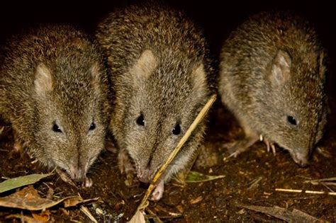 Long-nosed Potoroo_Shannon Plummer | Conservation Ecology Centre - Cape ...