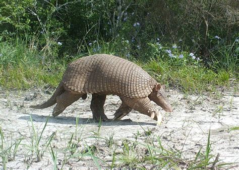 Giant Armadillo (Priodontes maximus)