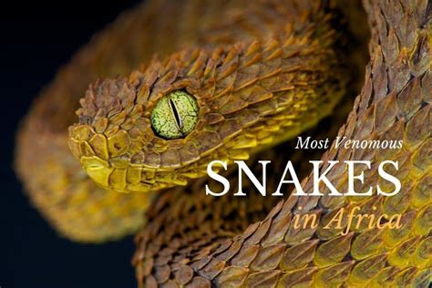 Venomous African Snakes List - 10 Most Dangerous Species