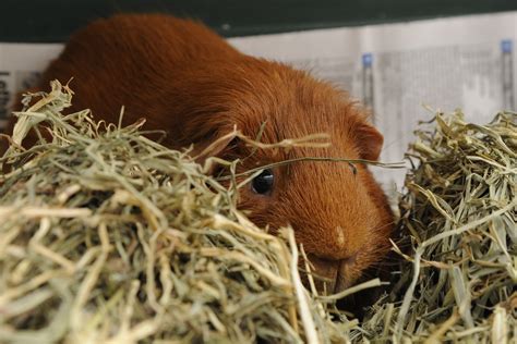 Guinea Pig Obtains Higher Consciousness In Pile Of Timothy Hay