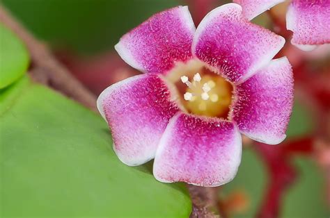 Flor de Carambola (Star fruit flower) | Flickr - Photo Sharing!