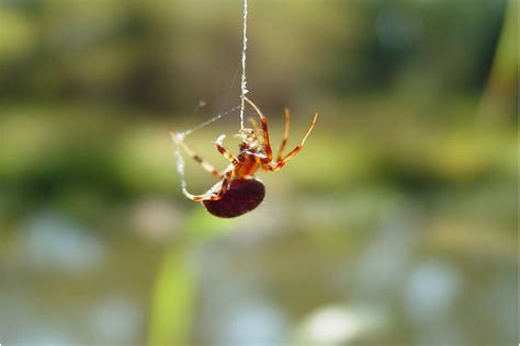 How to keep spiders out of your tent while camping