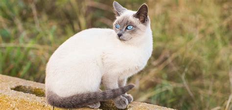 Blue Point Siamese - A Complete Guide To This Unique Color