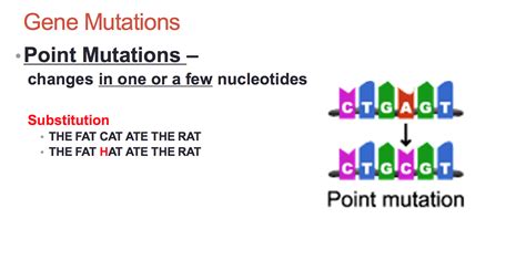 Point Mutation And Frameshift Mutation | www.pixshark.com - Images ...