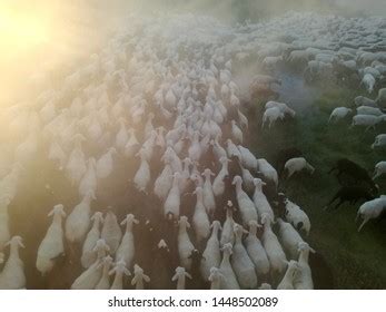 78 Blind Sheep Stock Photos, Images & Photography | Shutterstock