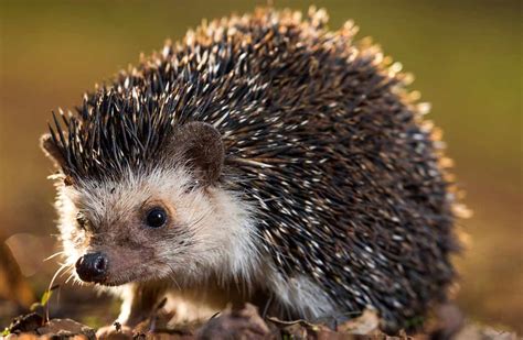 Somali Hedgehog Profile: Traits, Facts, Habitat, Diet, Ecology - Mammal Age