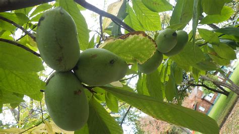 Pawpaw Varieties - General Fruit Growing - Growing Fruit