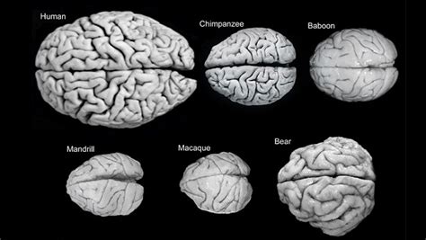 largest brain sea animal compared to human Brain animals comparative ...