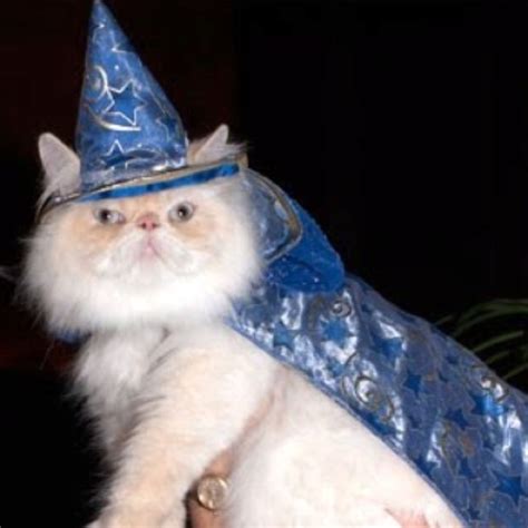 Classic wizard cat | Wizard cat, Cute cats, Funny cute cats