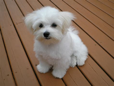 White Maltese Poodle | www.pixshark.com - Images Galleries With A Bite!