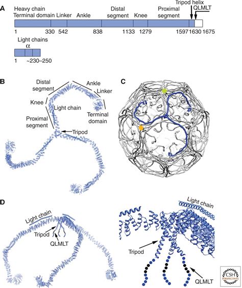 Molecular Structure, Function, and Dynamics of Clathrin-Mediated ...