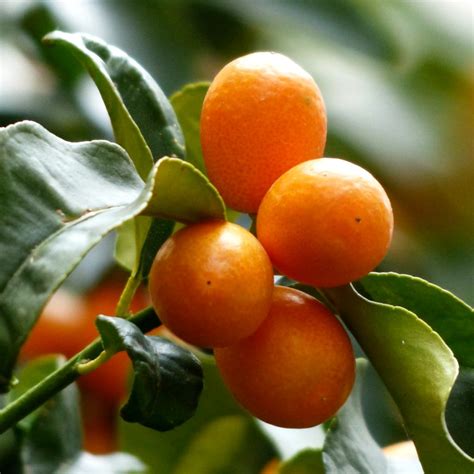 Kumquat - care, repotting, watering, & how to deal with pests and disease