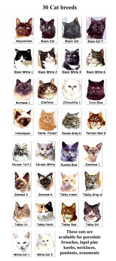 Cat Breeds : Biological Science Picture Directory – Pulpbits.net