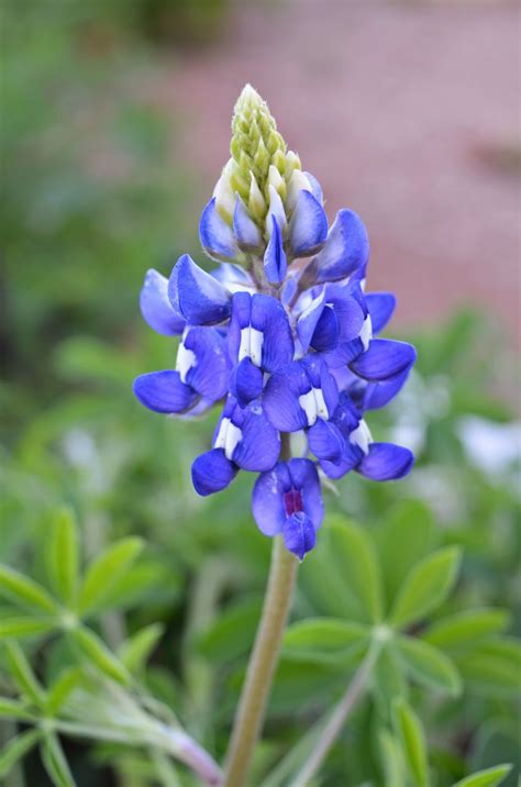 Rebecca's Texas Garden: Texas State Flower