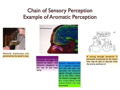 About Sensory Adaptation in Wine Tasting