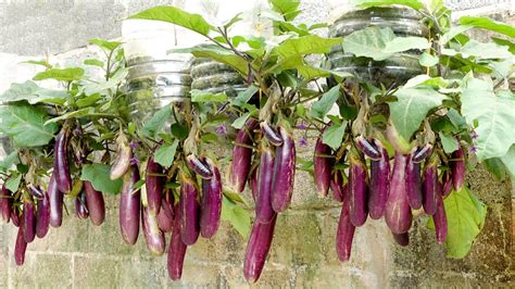 No need for a garden, grow eggplant at home with many fruits and high ...