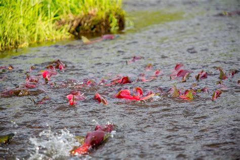 When to fish: Timing matters for fish that migrate to reproduce | UW News