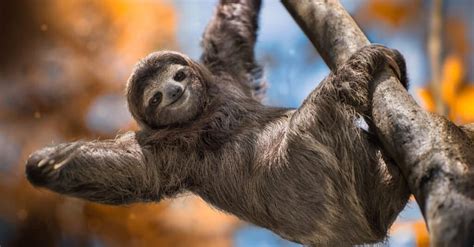 Sloth Poop: Everything You've Ever Wanted to Know - A-Z Animals