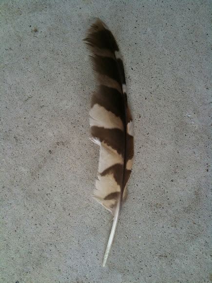 Barred Owl feathers | Project Noah