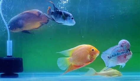 Cichlid Tank Mates - Aquariumia