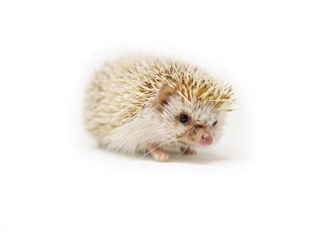 African Pygmy Hedgehog - Hutchings Museum Institute