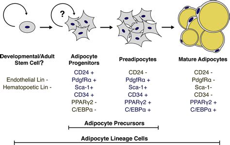 Weighing in on Adipocyte Precursors: Cell Metabolism