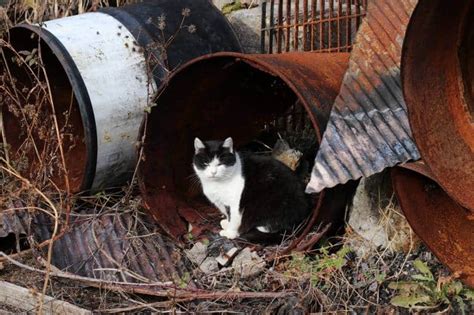 Tashirojima: A Guide to Visiting Japan's Most Famous Cat Island | Japan ...