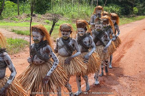 Minden Pictures - Mbuti Pygmy boys in traditional blue body paint and ...