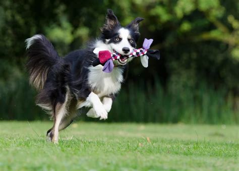 Border Collie Training